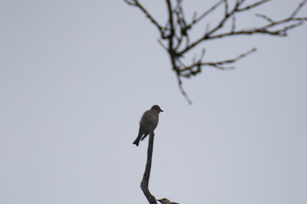 Yellow-throated Sparrow - ML508684861