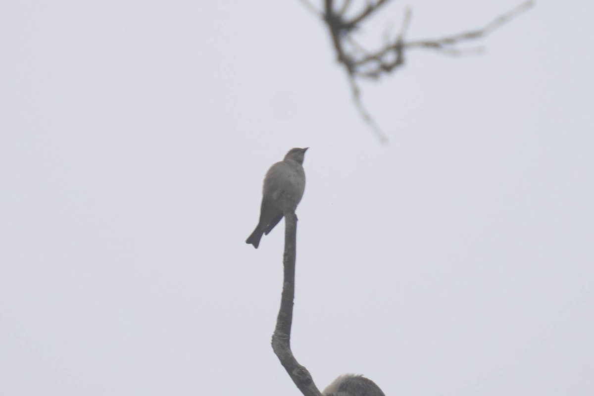 Yellow-throated Sparrow - ML508684871