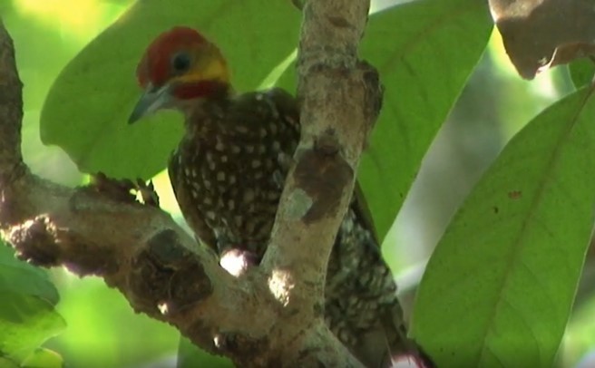 White-throated Woodpecker - ML508685181