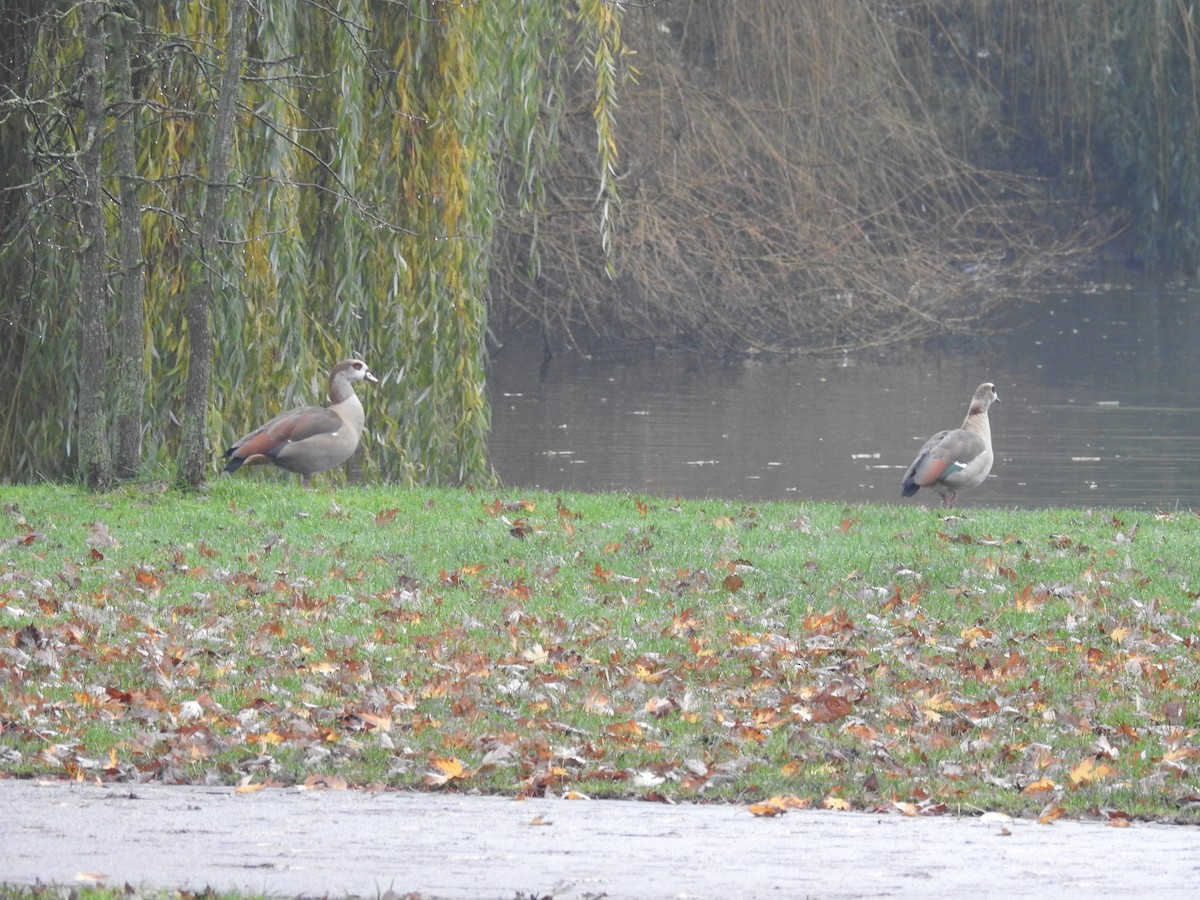 Egyptian Goose - ML508686801