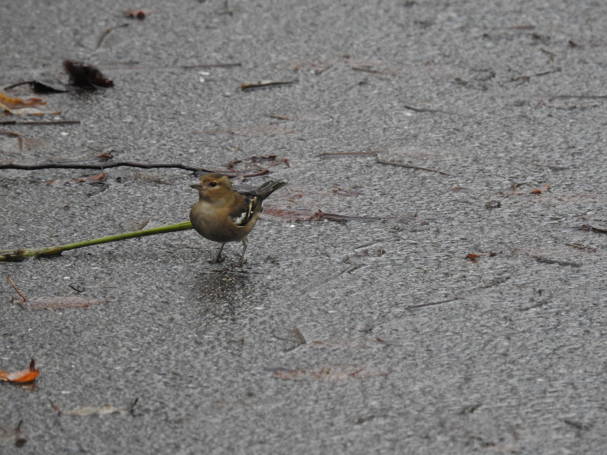 Common Chaffinch - ML508686841