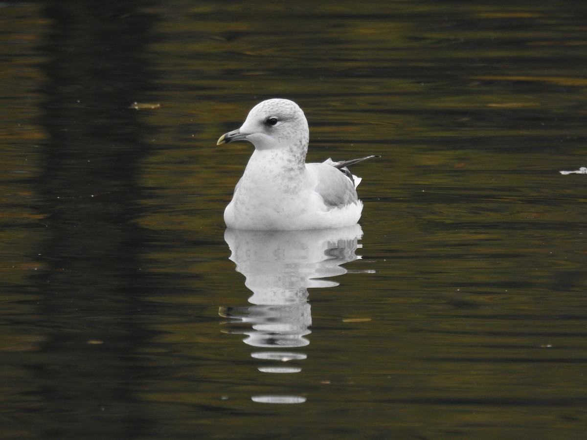 Common Gull - ML508686911