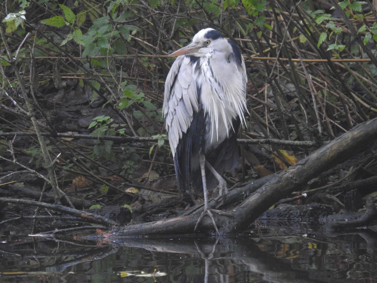 Gray Heron - ML508686941