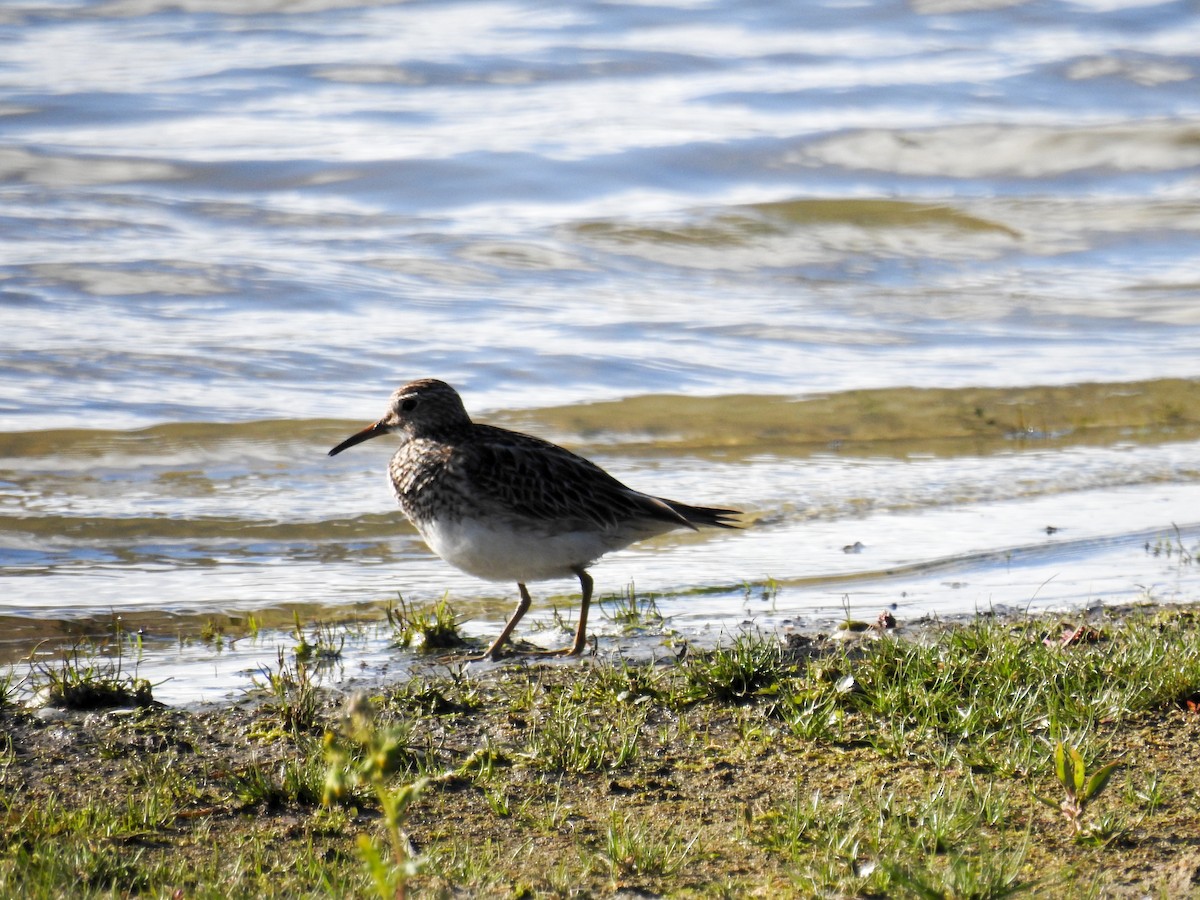 Pectoral Sandpiper - ML508687111