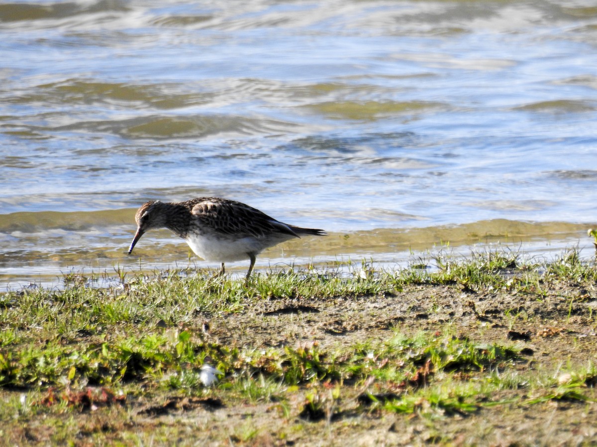 Pectoral Sandpiper - ML508687121
