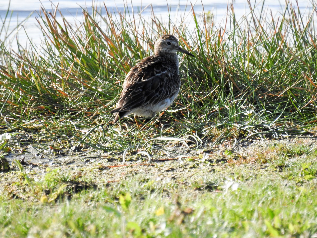 Pectoral Sandpiper - ML508687131