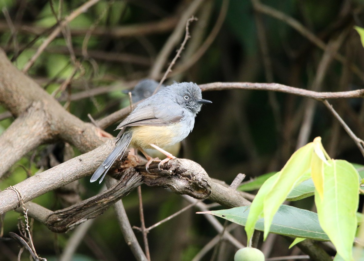 Sierra Leone Prinia - ML508687771