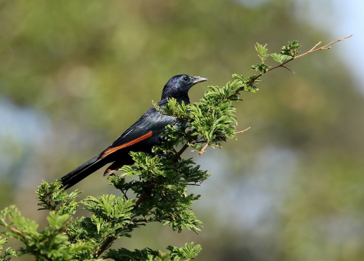 Neumann's Starling - ML508687841