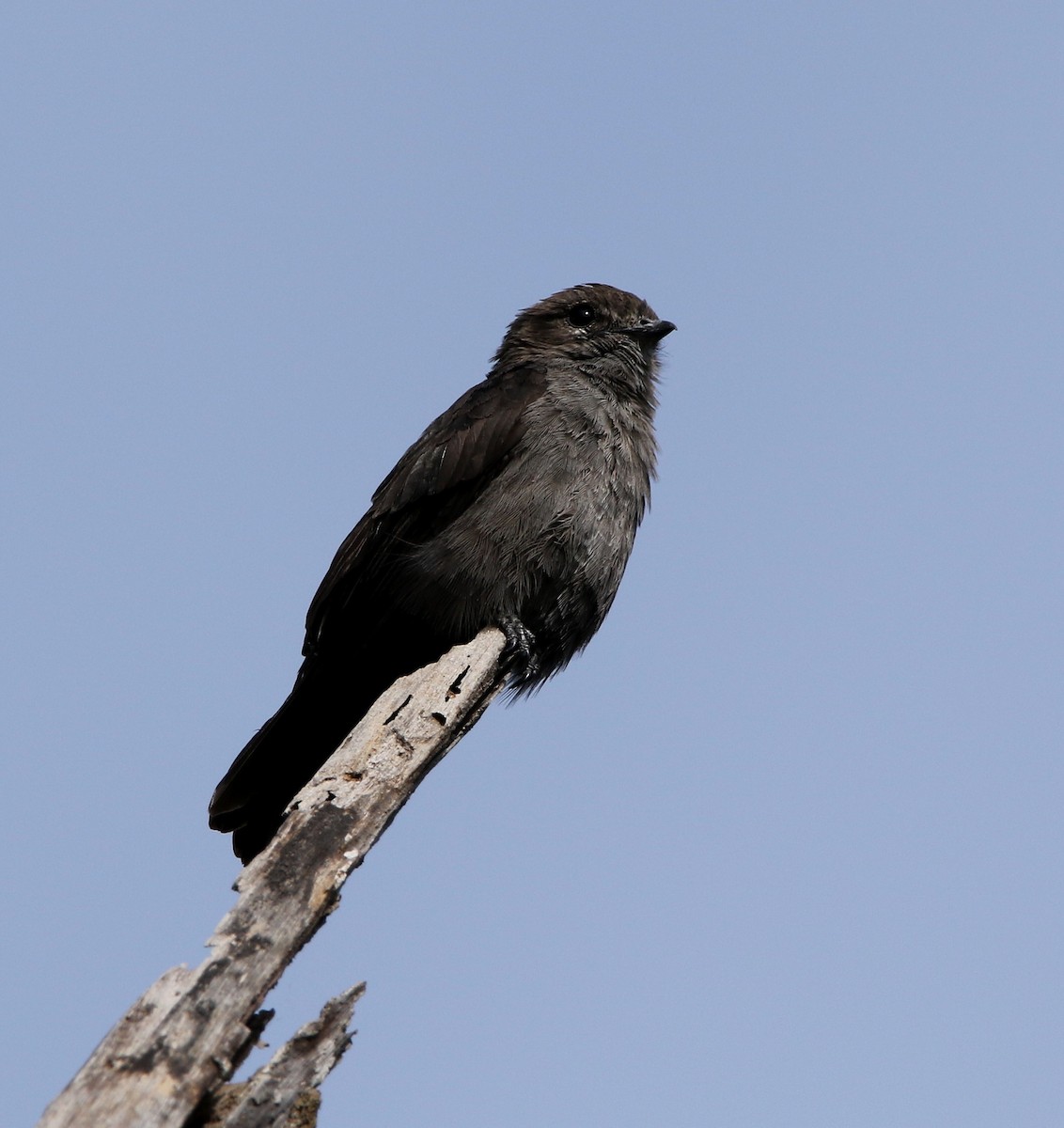 Ussher's Flycatcher - Paul Lenrumé