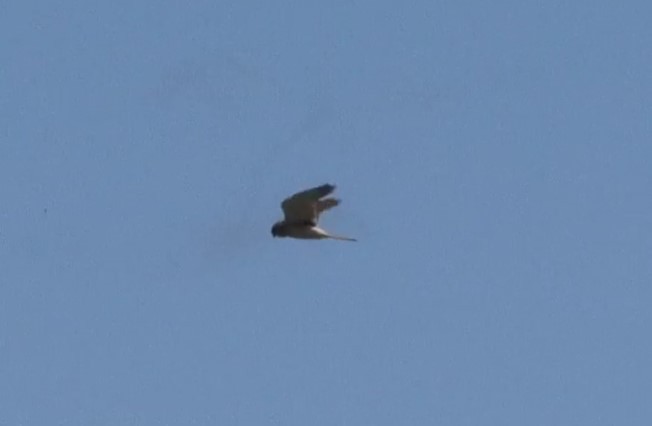 Nankeen Kestrel - ML508688141