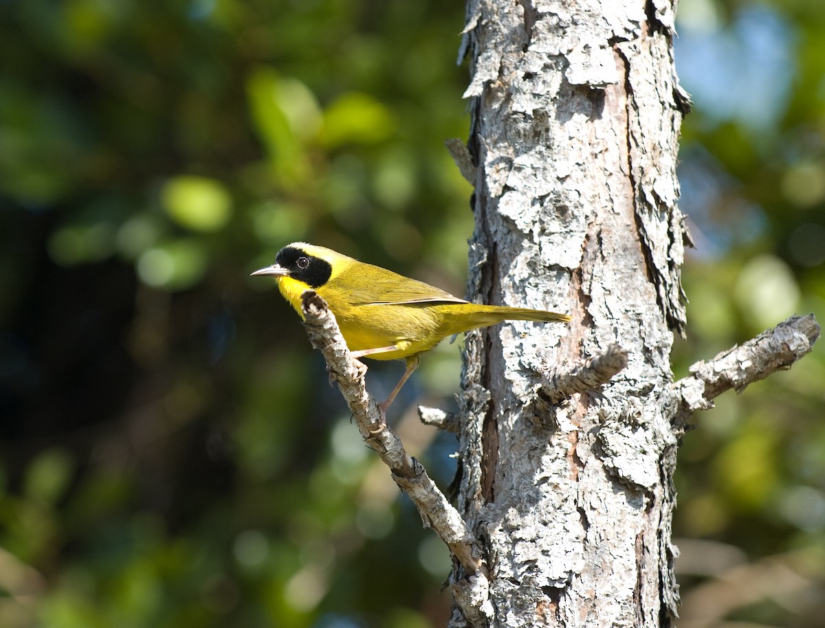 Bahama Yellowthroat - ML508688671