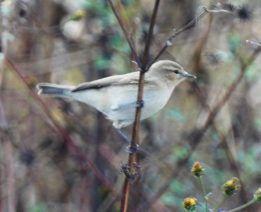 Common Chiffchaff - ML508689451