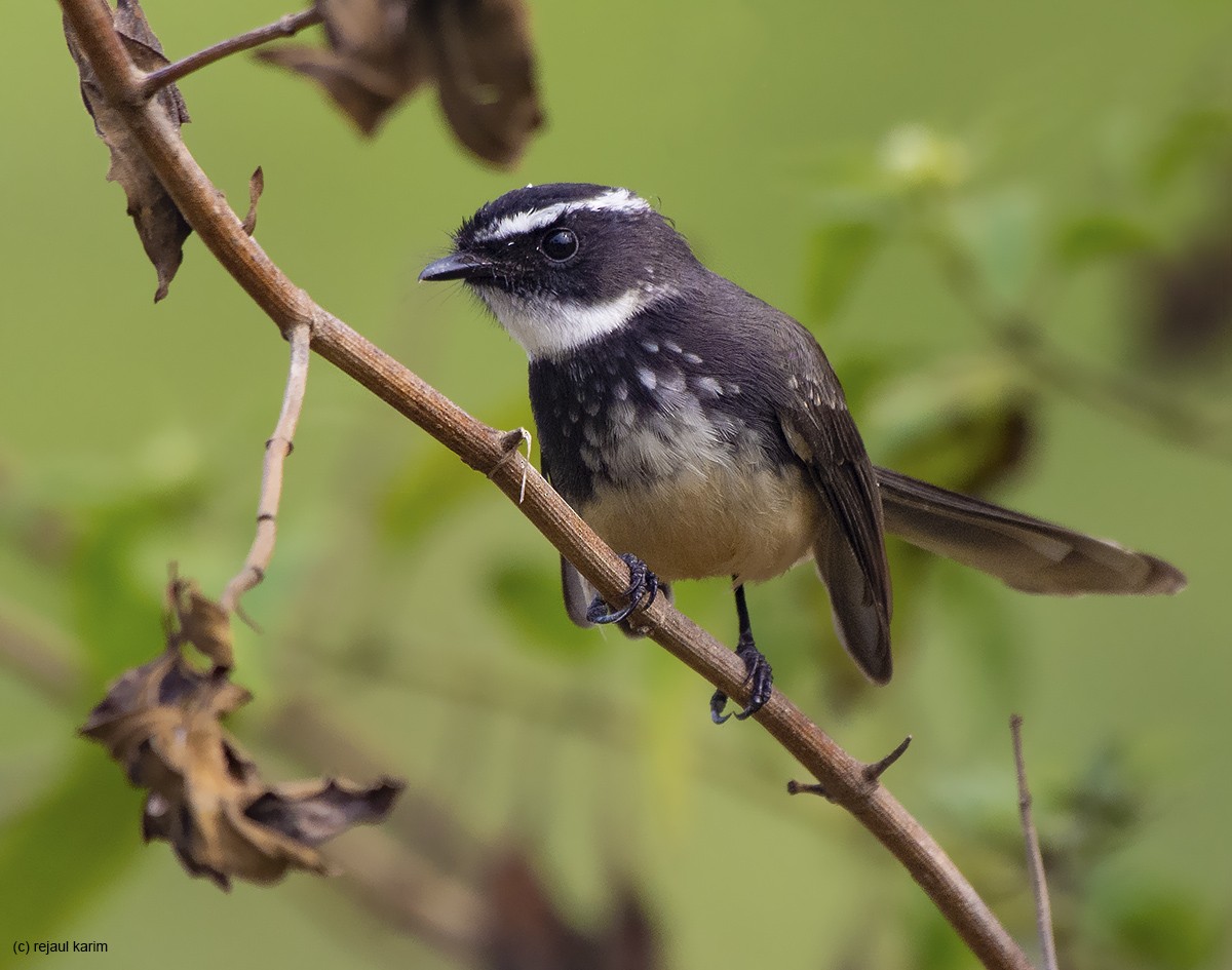 Spot-breasted Fantail - Rejaul Karim