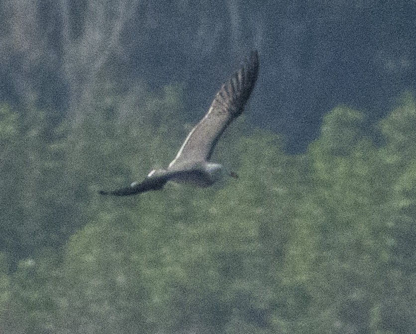 Gaviota Mexicana - ML508690241