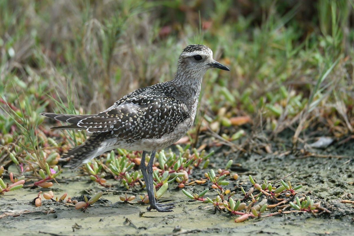 American Golden-Plover - ML508690301