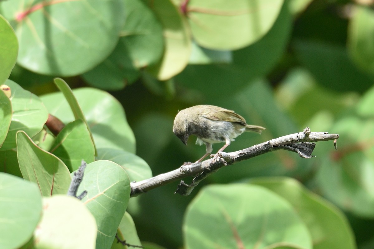 Black-faced Grassquit - ML508690421