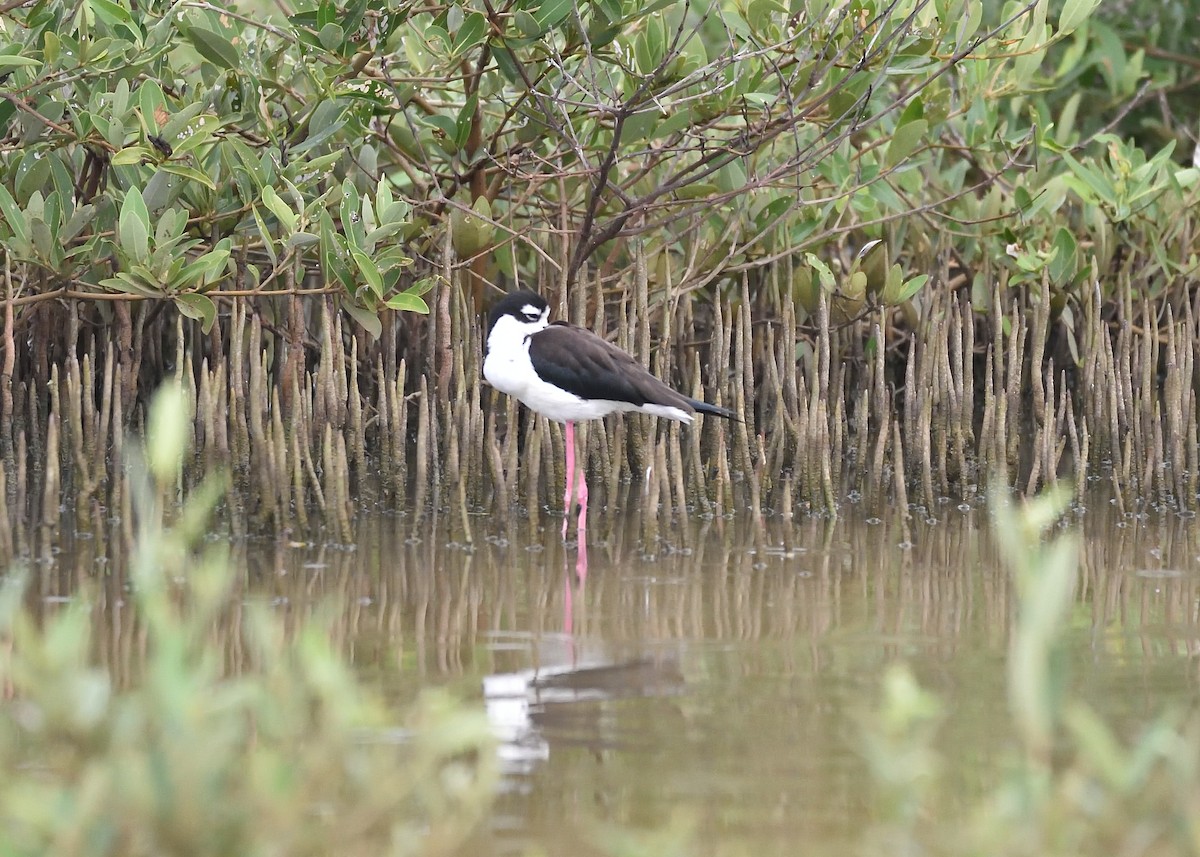 Black-necked Stilt - Michiel Oversteegen