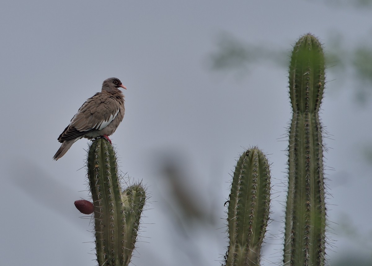 Bare-eyed Pigeon - ML508691021