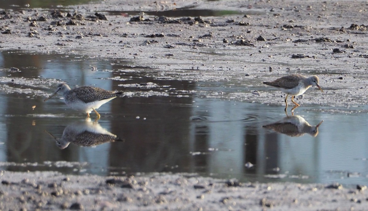 Lesser Yellowlegs - Dick Cartwright