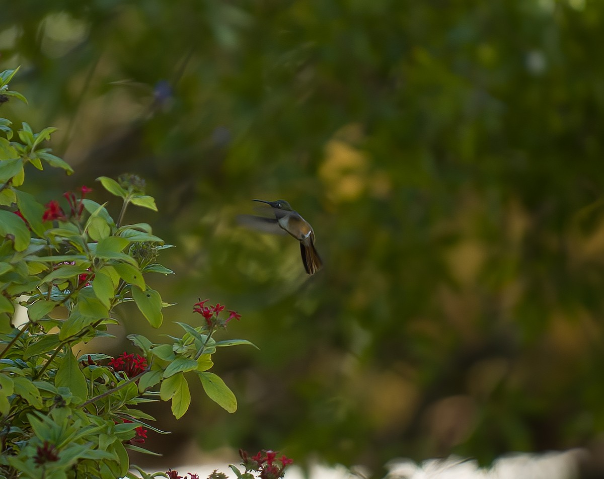 Colibrí de las Bahamas - ML508691061