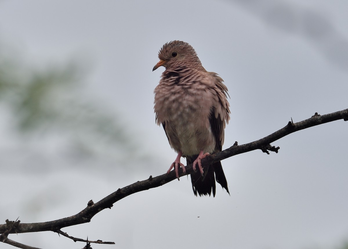 Common Ground Dove - ML508691081