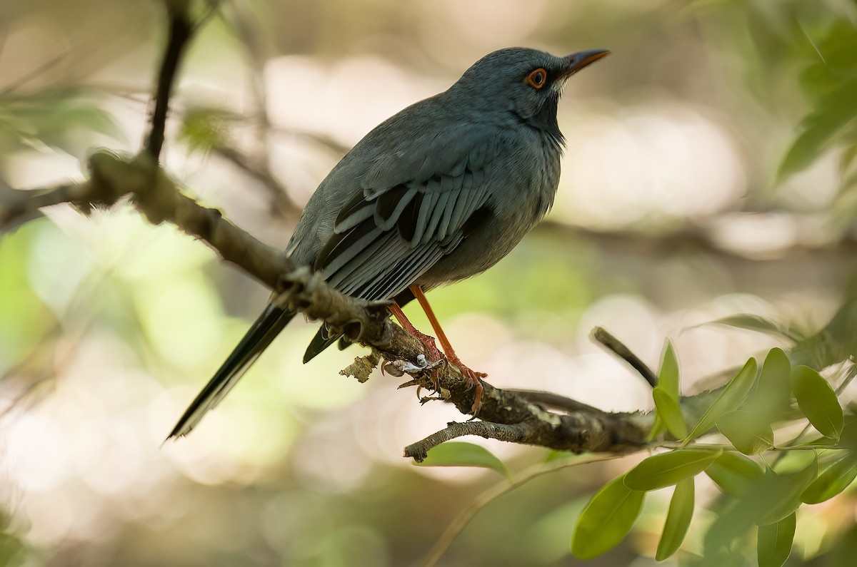 Red-legged Thrush - ML508691471