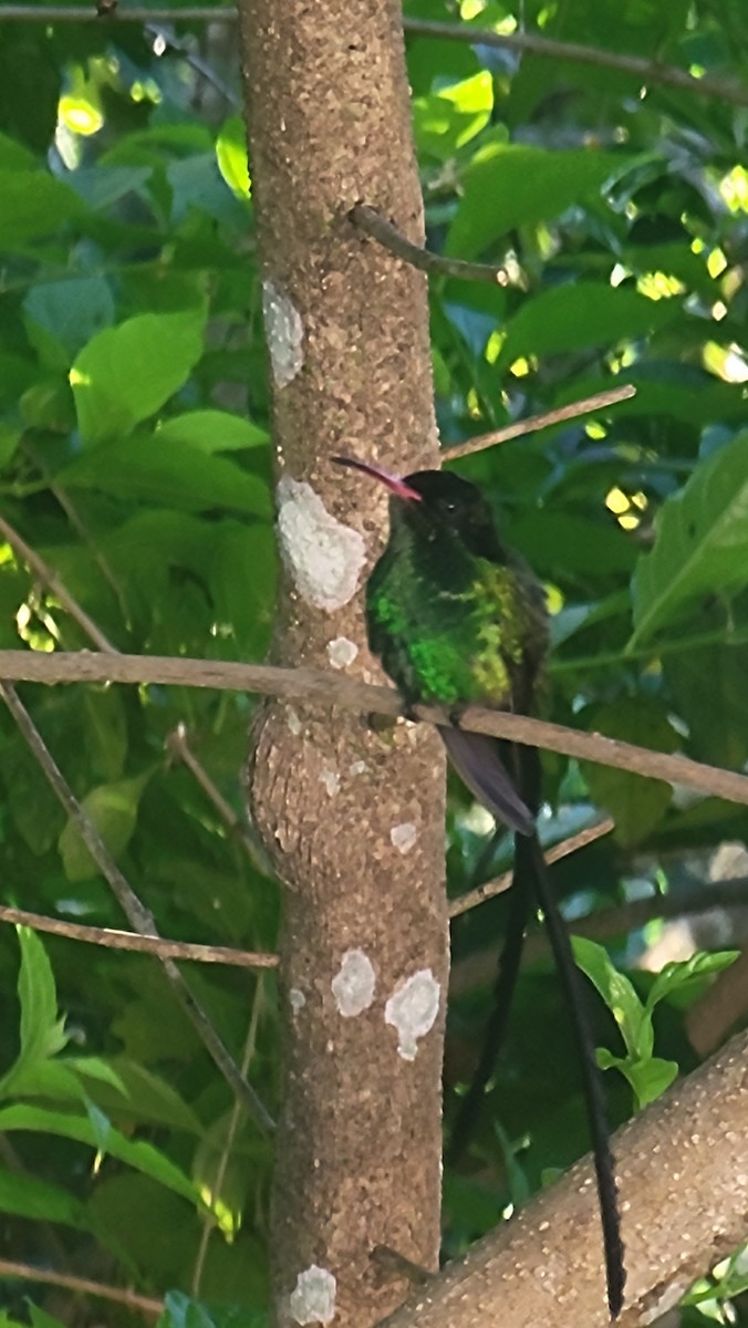 Red-billed x Black-billed Streamertail (hybrid) - ML508691511