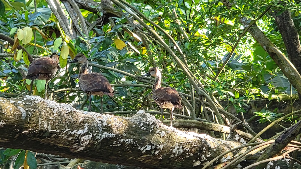 Dendrocygne des Antilles - ML508691781