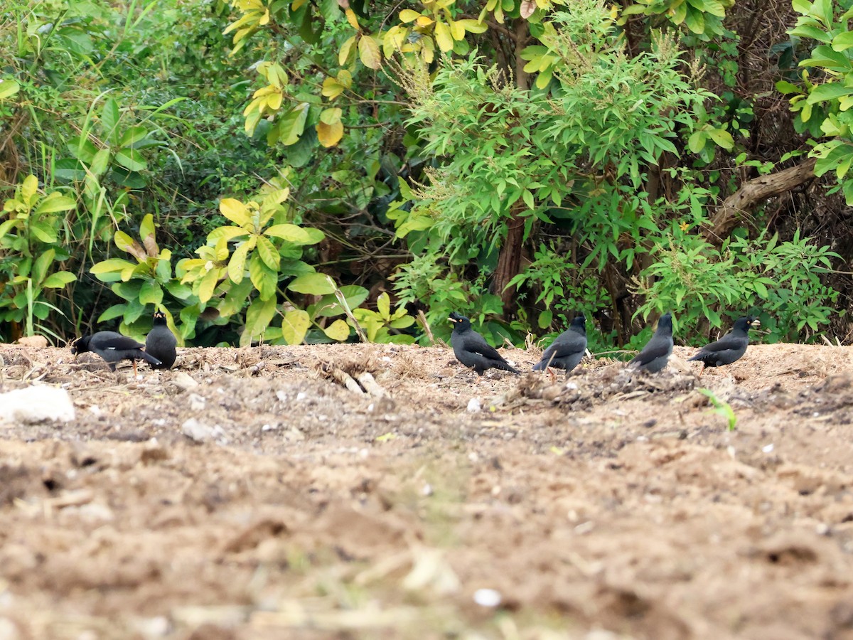 Crested Myna - 佑淇 陳