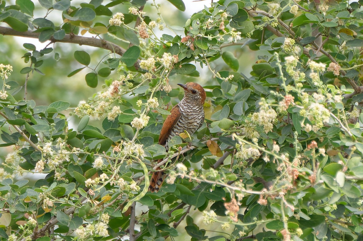 Violet Cuckoo - ML508692631