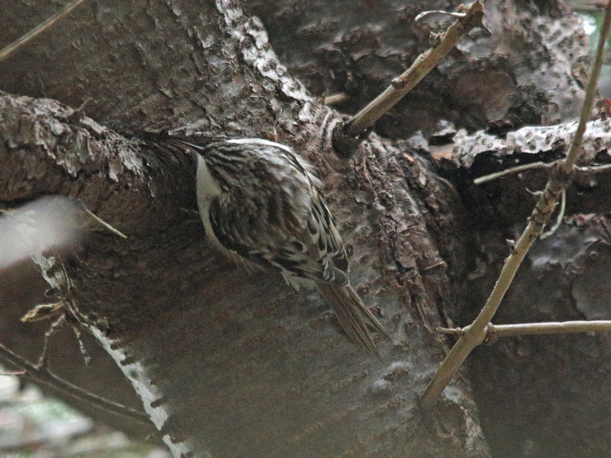 Brown Creeper - Blair Fleming