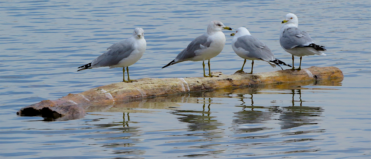 Ring-billed Gull - Ted Floyd