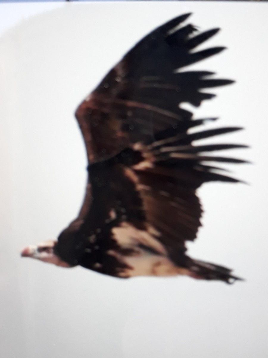 White-headed Vulture - ML508693871