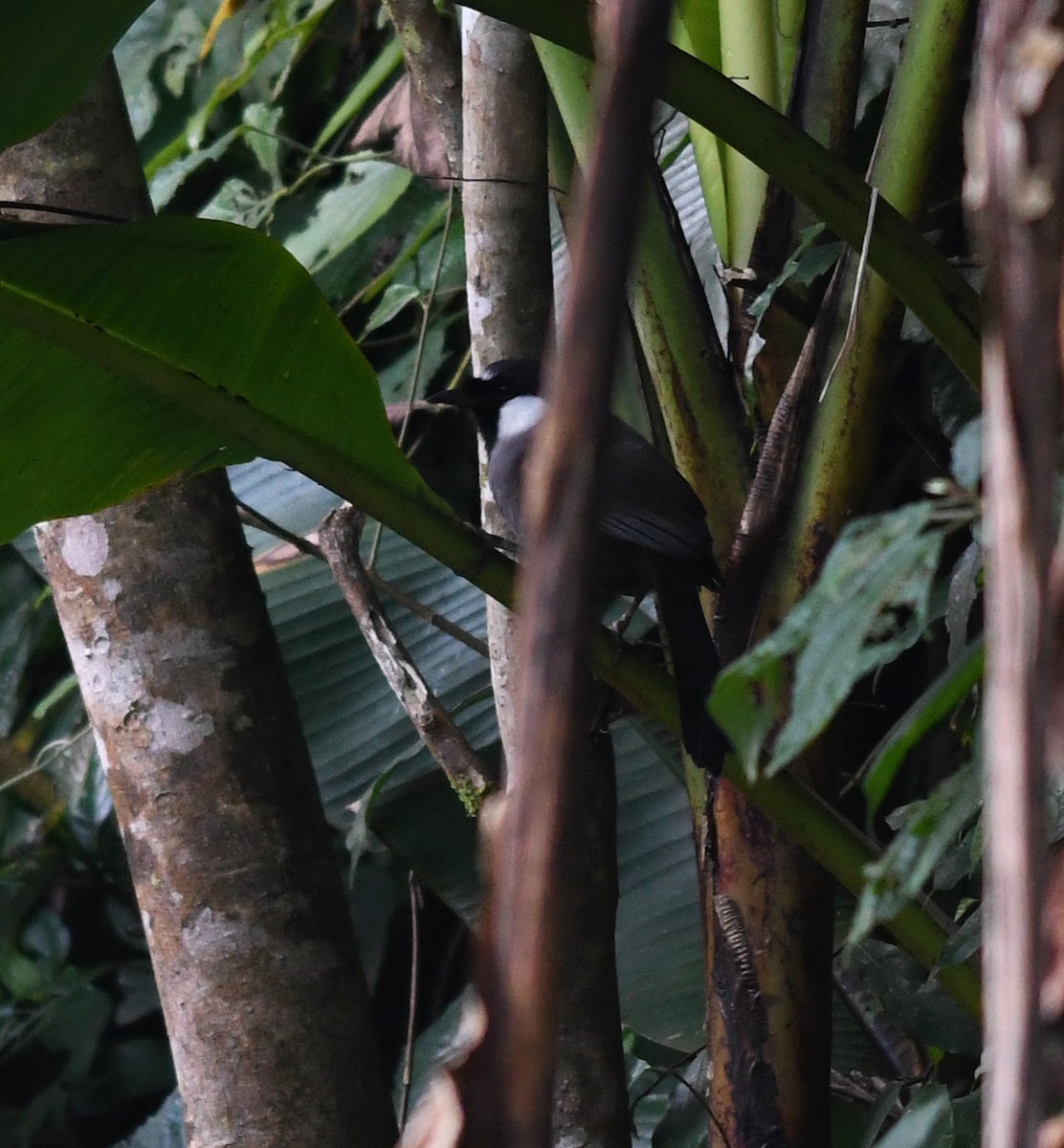 Black-throated Laughingthrush (Black-throated) - ML508696371