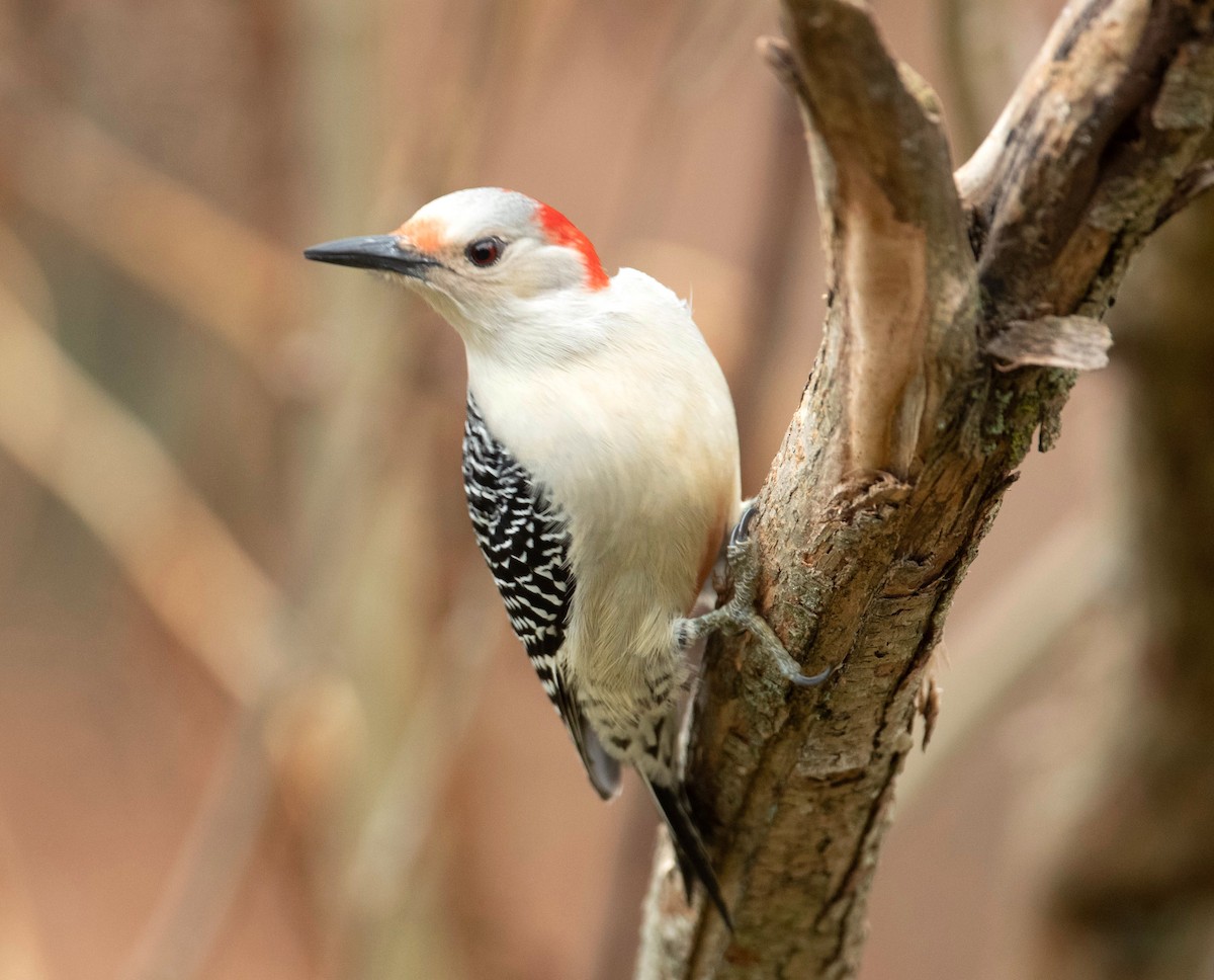 Red-bellied Woodpecker - Jeff McDonald