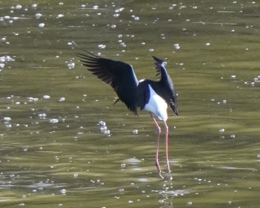 Black-necked Stilt - ML508696481