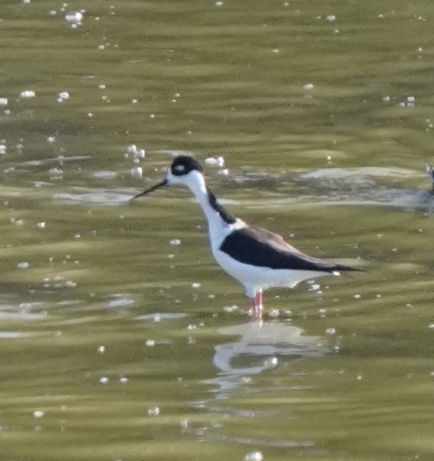 Black-necked Stilt - Richard Block