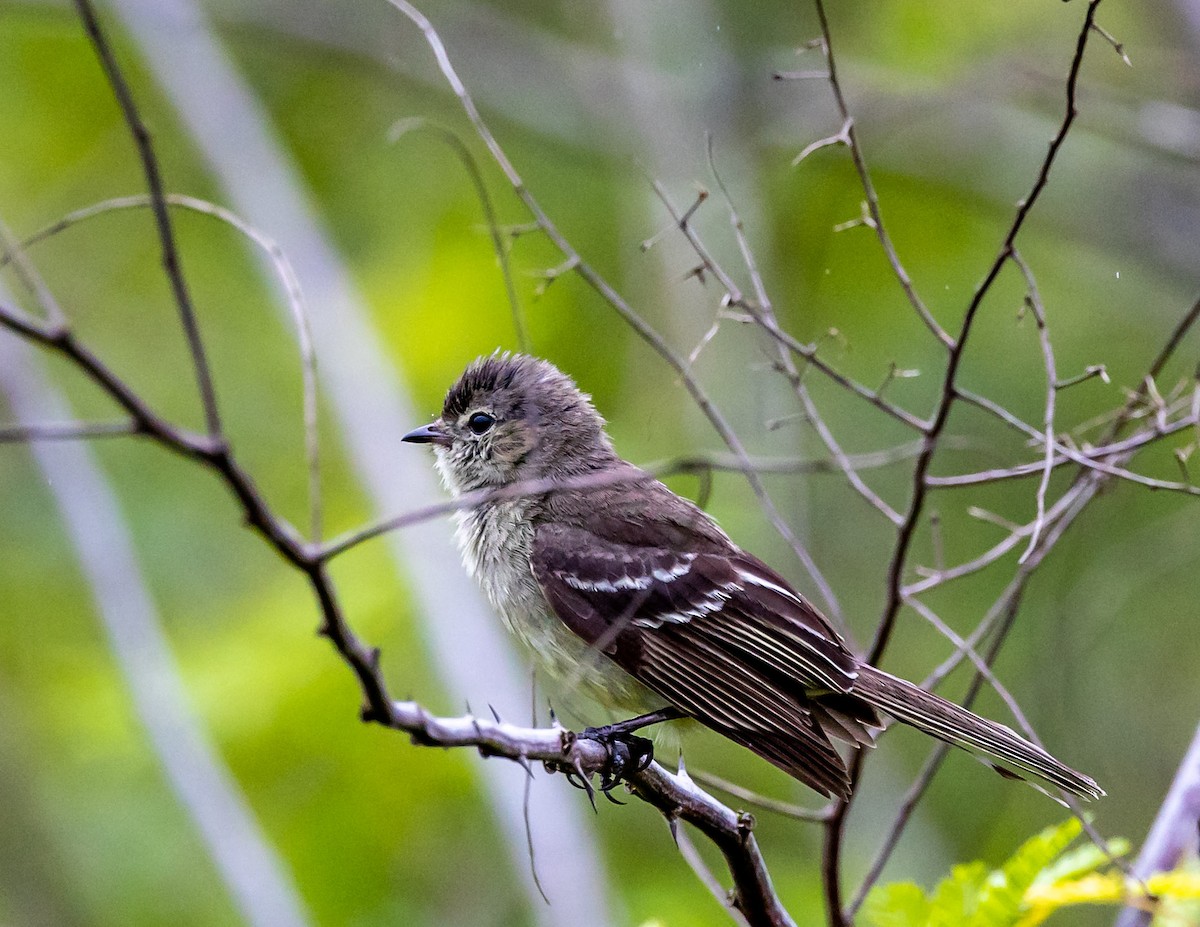 Small-headed Elaenia - ML508697201