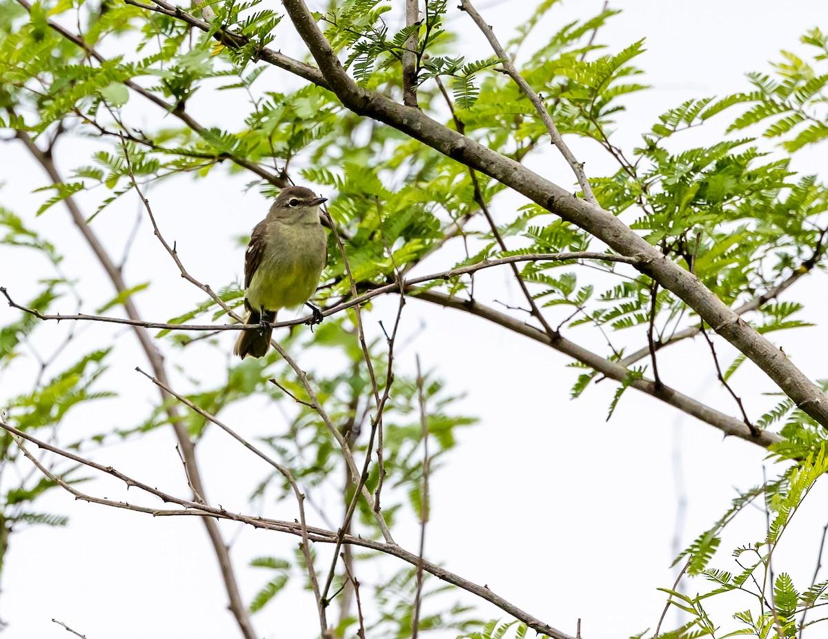 Small-headed Elaenia - ML508697211