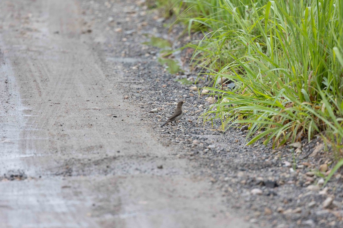 Creamy-bellied Thrush - ML508697341