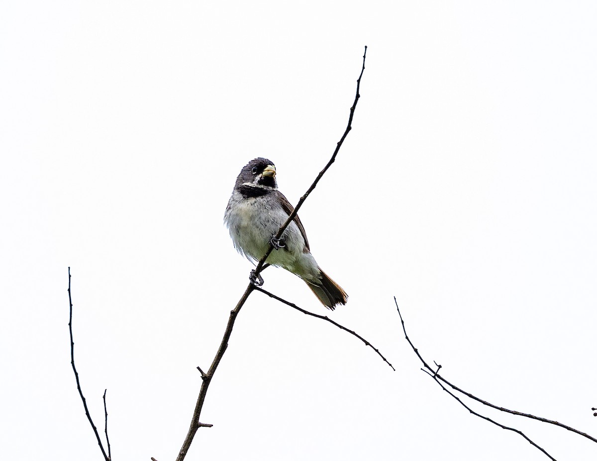 Double-collared Seedeater - ML508697421