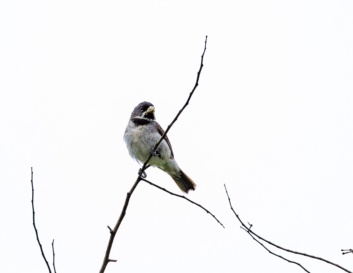 Double-collared Seedeater - ML508697431