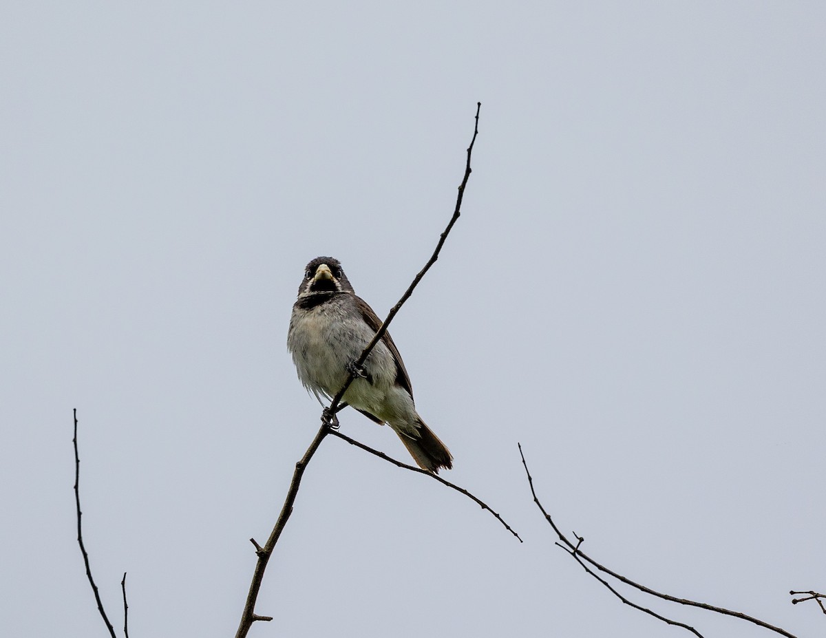 Double-collared Seedeater - ML508697441