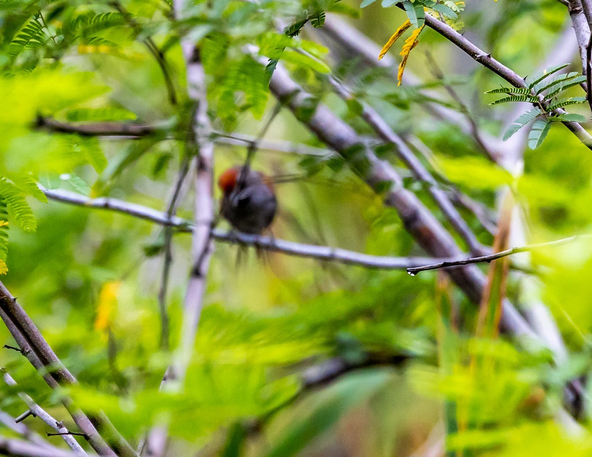 Spix's Spinetail - ML508697671