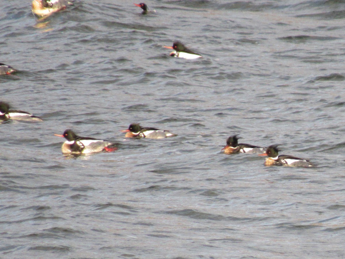 Red-breasted Merganser - ML50869771