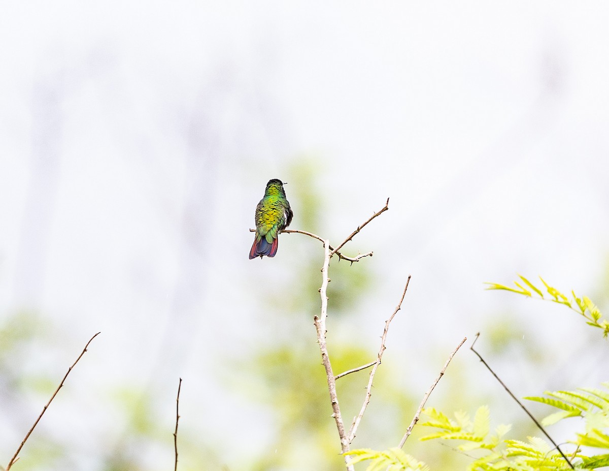 kolibřík tropický - ML508699591