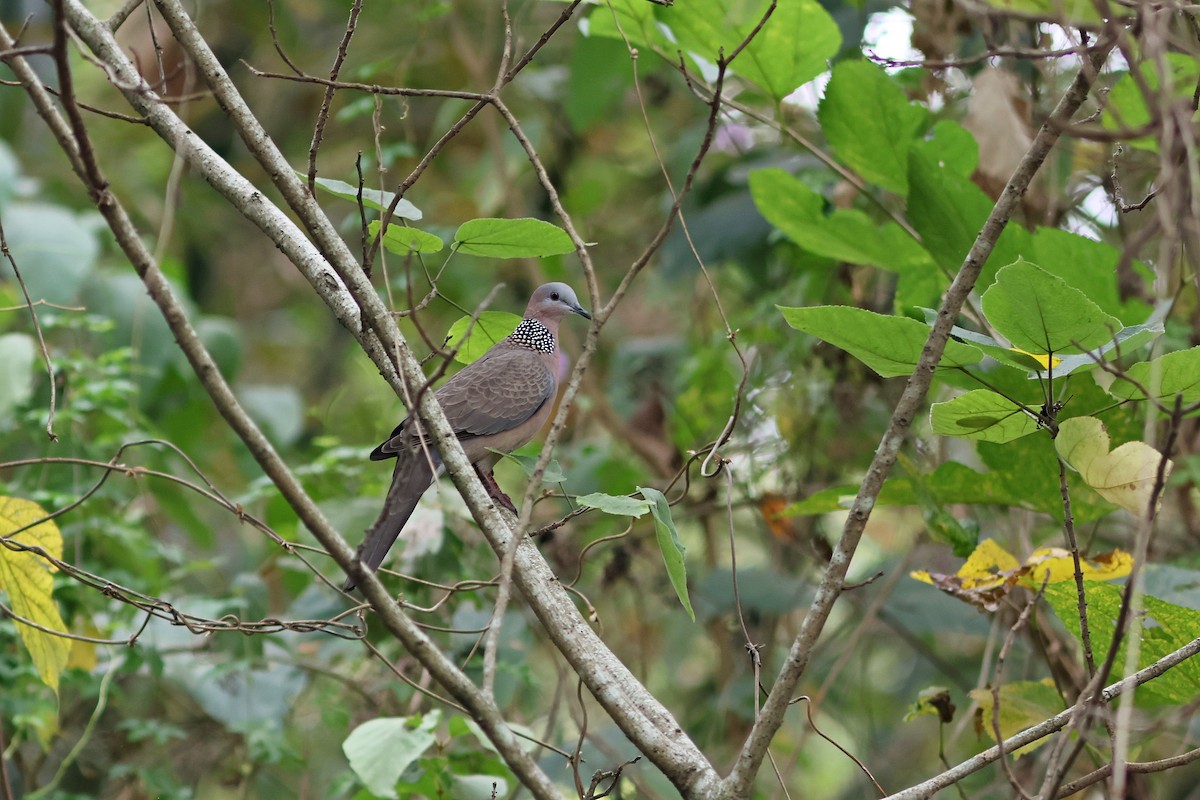 Spotted Dove - ML508700261