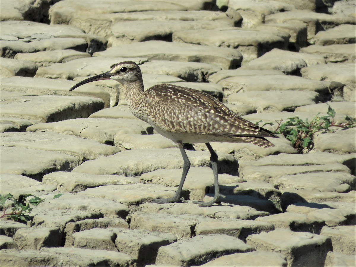 Whimbrel - Port of Baltimore