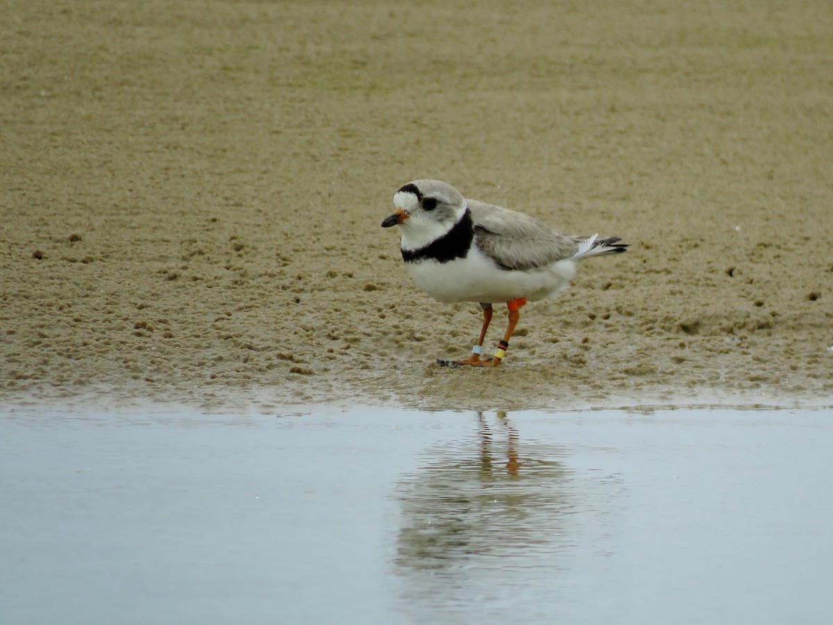 Piping Plover - ML508701311