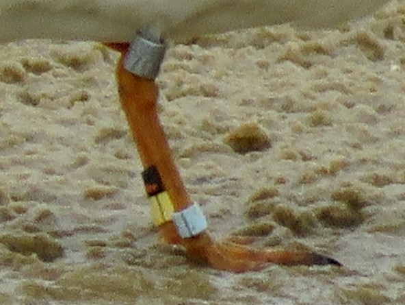 Piping Plover - ML508701321